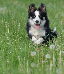 border-collie-672598_640