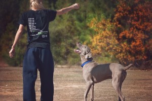 dog-987941_960_720