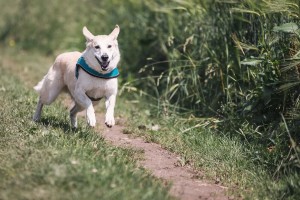 dog-644111_1920