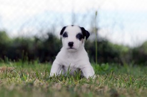 thumbnail_DSC_1777