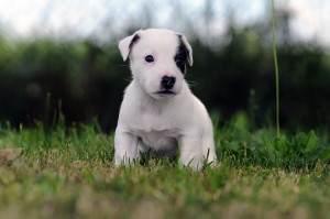 thumbnail_DSC_1784