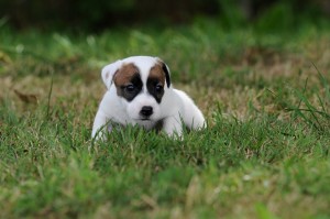 thumbnail_DSC_1824