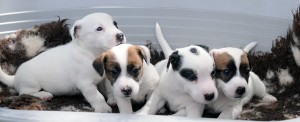 thumbnail_DSC_1855