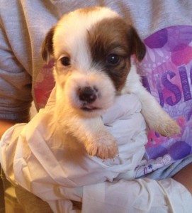 Cuccioli di jack Russell