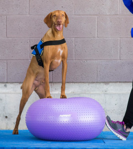 FitPAWS_DOG-TRAXDonut1-3